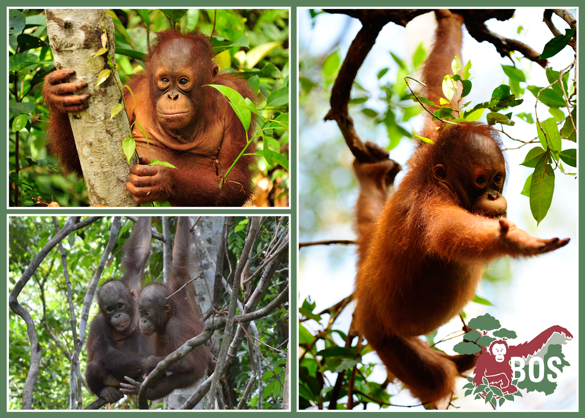 Save the Rainforest. Save the Orangutan