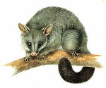 Possum Paws Wildlife Shelter logo